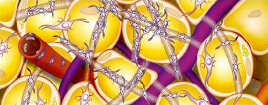 A zsírszövet szerkezete