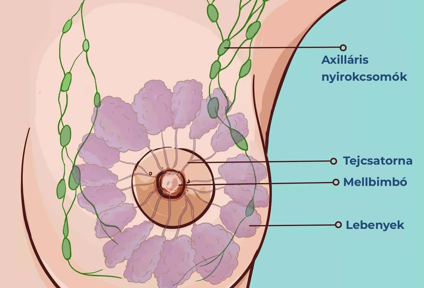 Mell anatómiai ábra